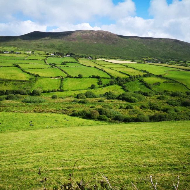 Rolling patchwork of green fields