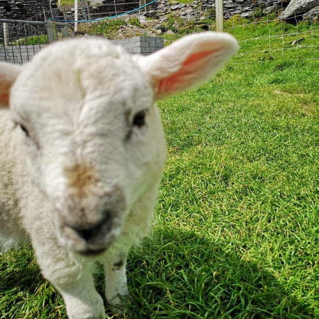 a close up of the face of a lamb