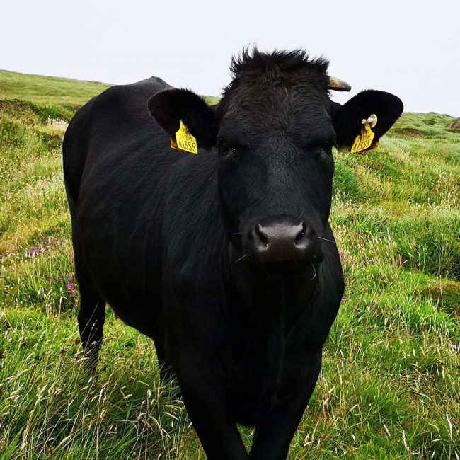 black bull in a field
